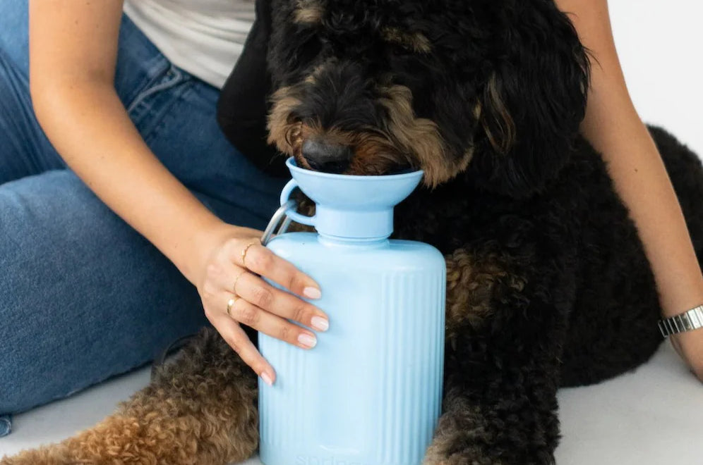 Black doodle drinking from the Springer Growler 44 oz Dog Travel Water Bottle in Sky Blue