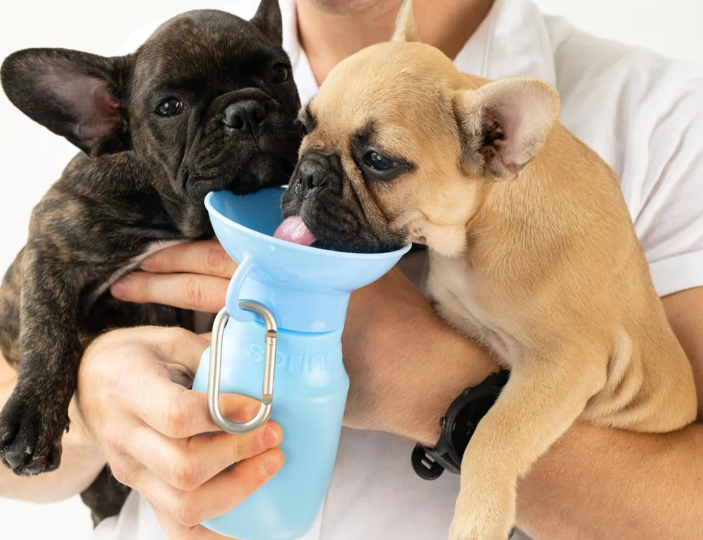Man holding two French bulldog puppies, one drinking from the Springer Mini Travel Bottle in Sky Blue