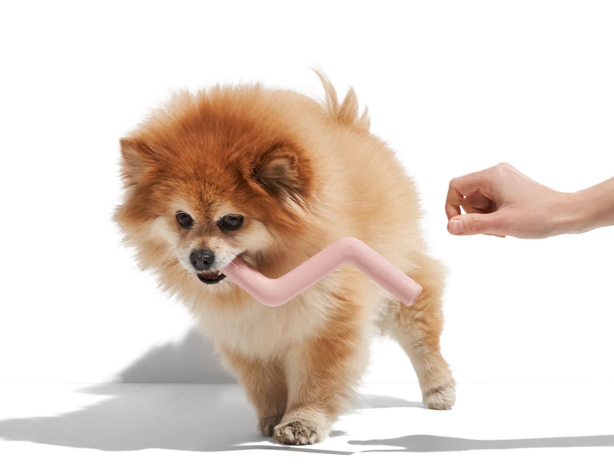 Fluffy Pomeranian dog carrying a Blush pink Wild One Bolt Bite Dog Toy
