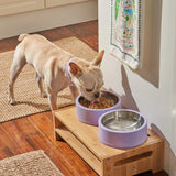 Wild One Dog Bowl, second view, a French bulldog eating from lilac bowls on a wooden stand