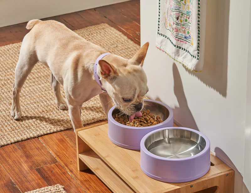 Wild One Dog Bowl, second view, a French bulldog eating from lilac bowls on a wooden stand