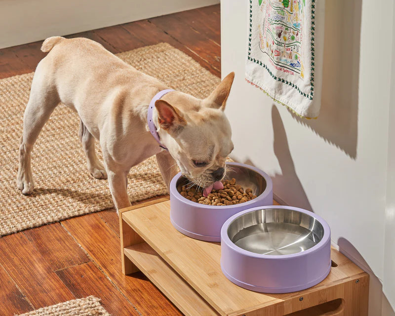 Wild One Dog Bowl, second view, a French bulldog eating from lilac bowls on a wooden stand