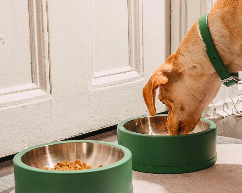 Wild One Dog Bowl, fourth view, a dog eating from two spruce green bowls