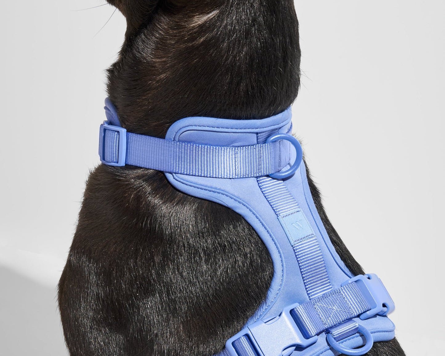 Close-up of the Wild One Dog Harness in Moonstone blue on a black dog, back view
