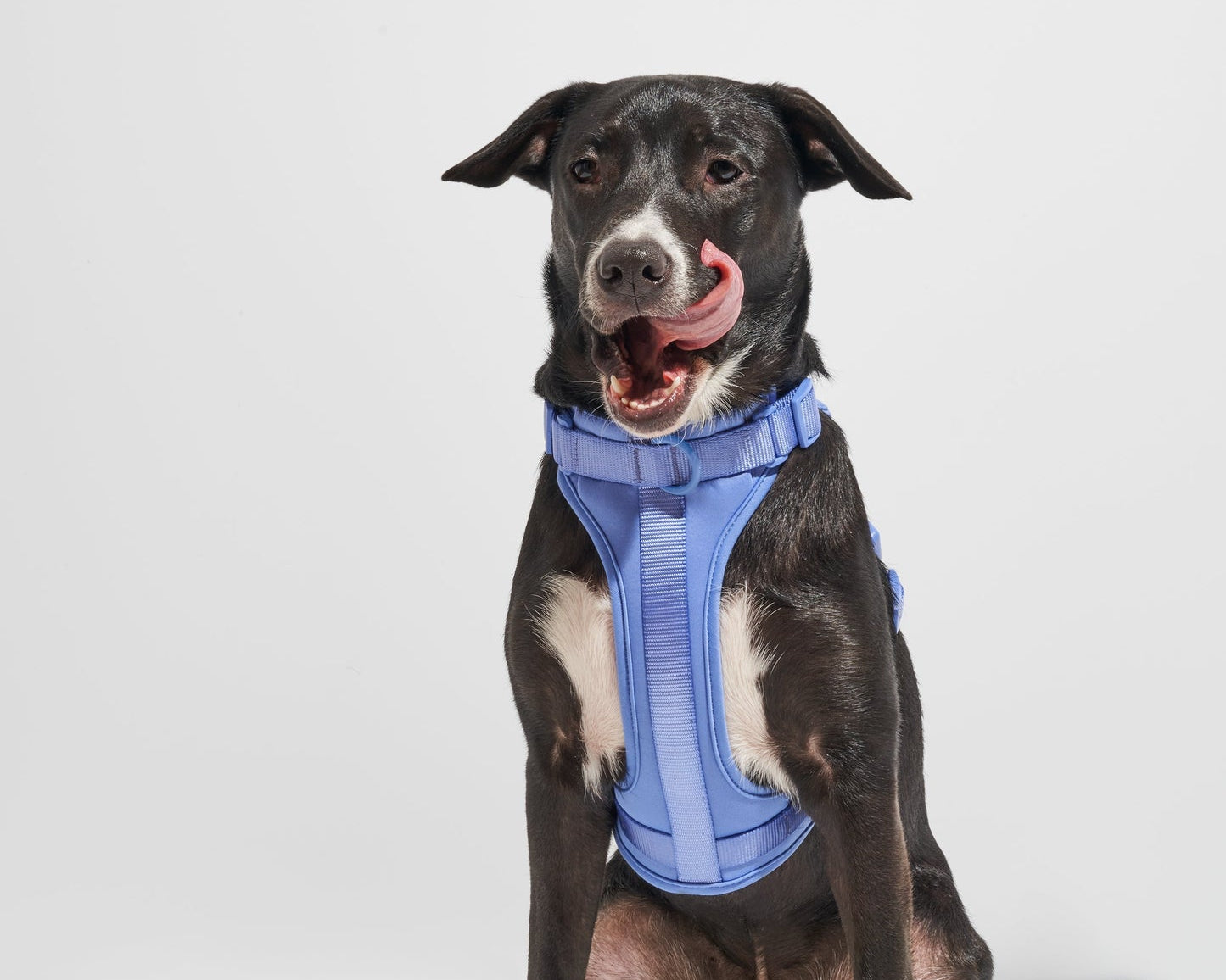 Black dog sitting and licking its nose while wearing the Wild One Dog Harness in Moonstone blue