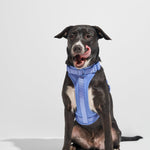 Black dog sitting and licking its nose while wearing the Wild One Dog Harness in Moonstone blue