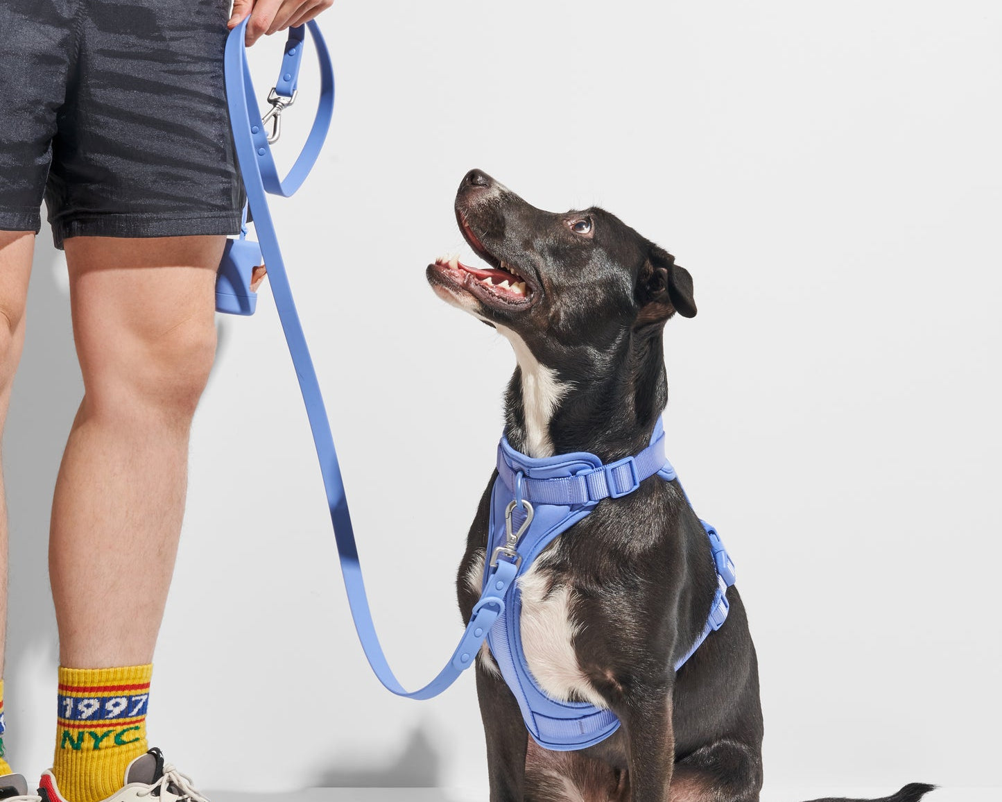 Black dog on a leash looking up at its owner, wearing the Wild One Dog Harness in Moonstone blue