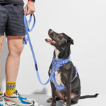 Black dog on a leash looking up at its owner, wearing the Wild One Dog Harness in Moonstone blue