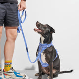 Black dog on a leash looking up at its owner, wearing the Wild One Dog Harness in Moonstone blue