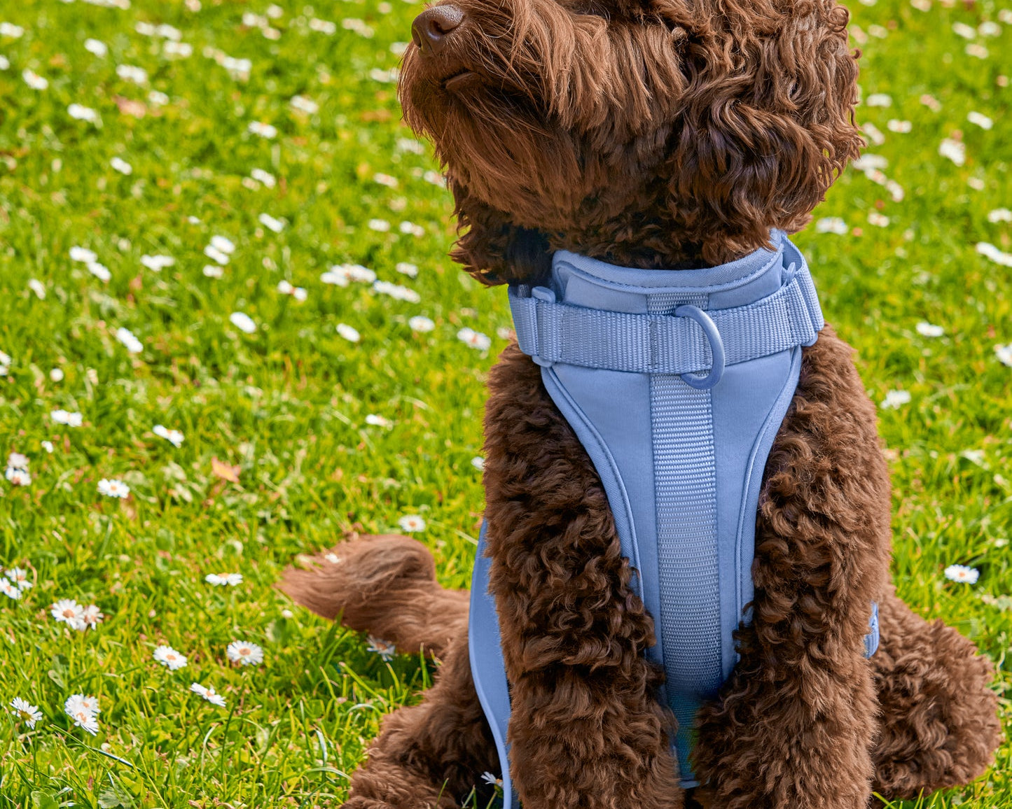 Brown poodle sitting on grass wearing the Wild One Dog Harness in Moonstone blue
