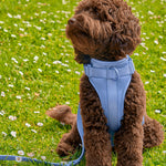 Brown poodle sitting on grass wearing the Wild One Dog Harness in Moonstone blue