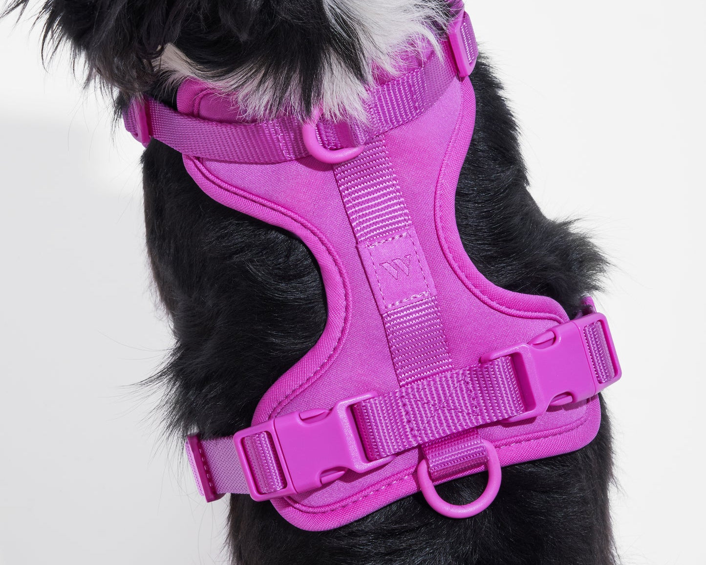 Black and white dog wearing the Wild One Dog Harness in Orchid magenta, close-up from above