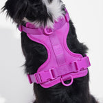 Black and white dog wearing the Wild One Dog Harness in Orchid magenta, close-up from above