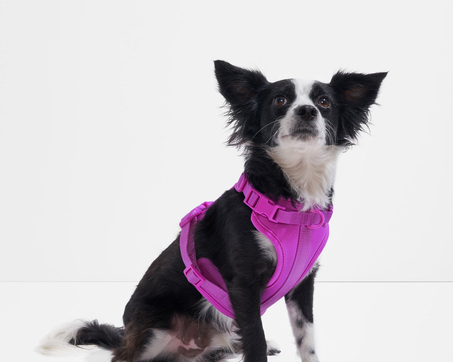 Small black and white dog sitting while wearing the Wild One Dog Harness in Orchid magenta