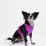 Small black and white dog sitting while wearing the Wild One Dog Harness in Orchid magenta