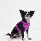 Small black and white dog sitting while wearing the Wild One Dog Harness in Orchid magenta