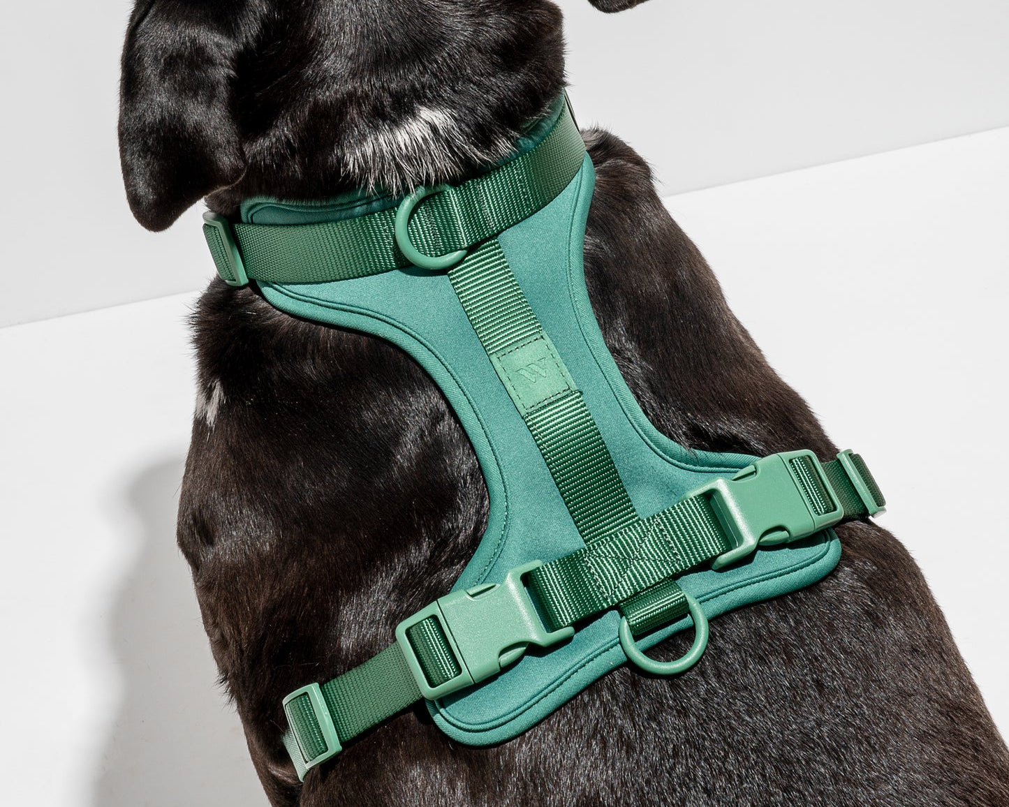 Black dog wearing the Wild One Dog Harness in Spruce green, back view