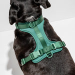 Black dog wearing the Wild One Dog Harness in Spruce green, back view