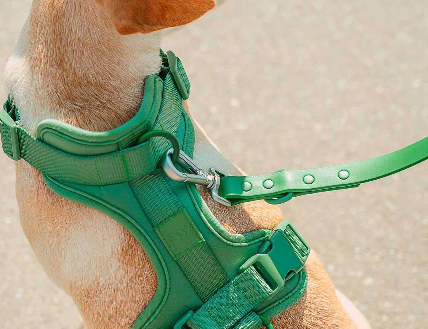 Tan dog wearing the Wild One Dog Harness in Spruce green with a matching leash, close-up from above