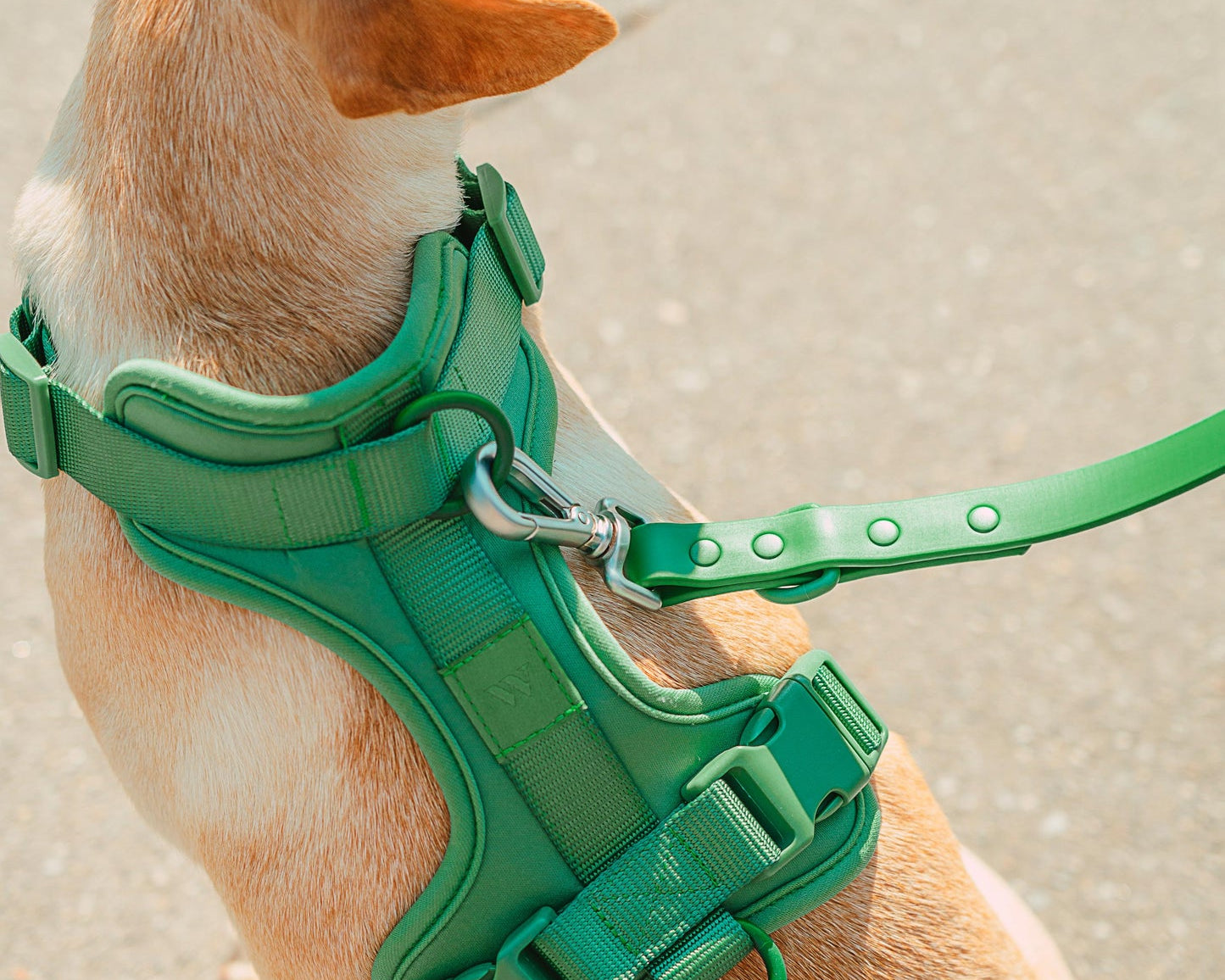 Tan dog wearing the Wild One Dog Harness in Spruce green with a matching leash, close-up from above