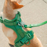 Tan dog wearing the Wild One Dog Harness in Spruce green with a matching leash, close-up from above
