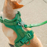 Tan dog wearing the Wild One Dog Harness in Spruce green with a matching leash, close-up from above