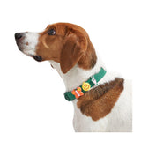 Brown and white dog wearing a green Wild One collar with Groovy Flair Charms