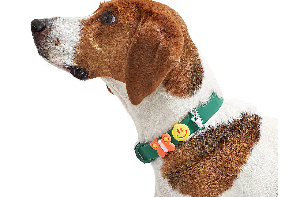 Brown and white dog wearing a green Wild One collar with Groovy Flair Charms