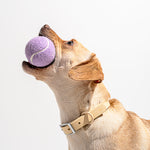 Tan dog catching a Wild One Tennis Ball in Lilac