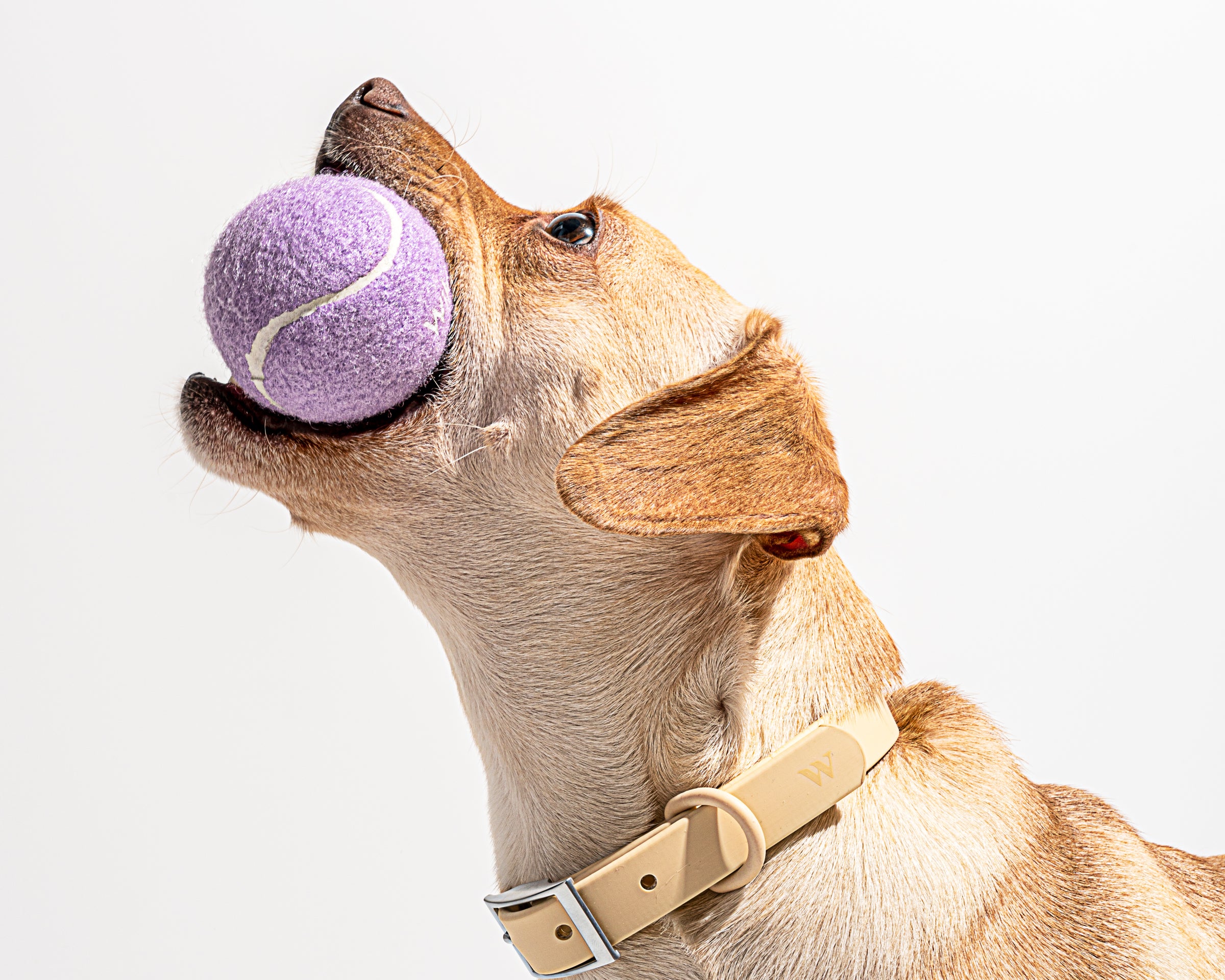 Tan dog catching a Wild One Tennis Ball in Lilac