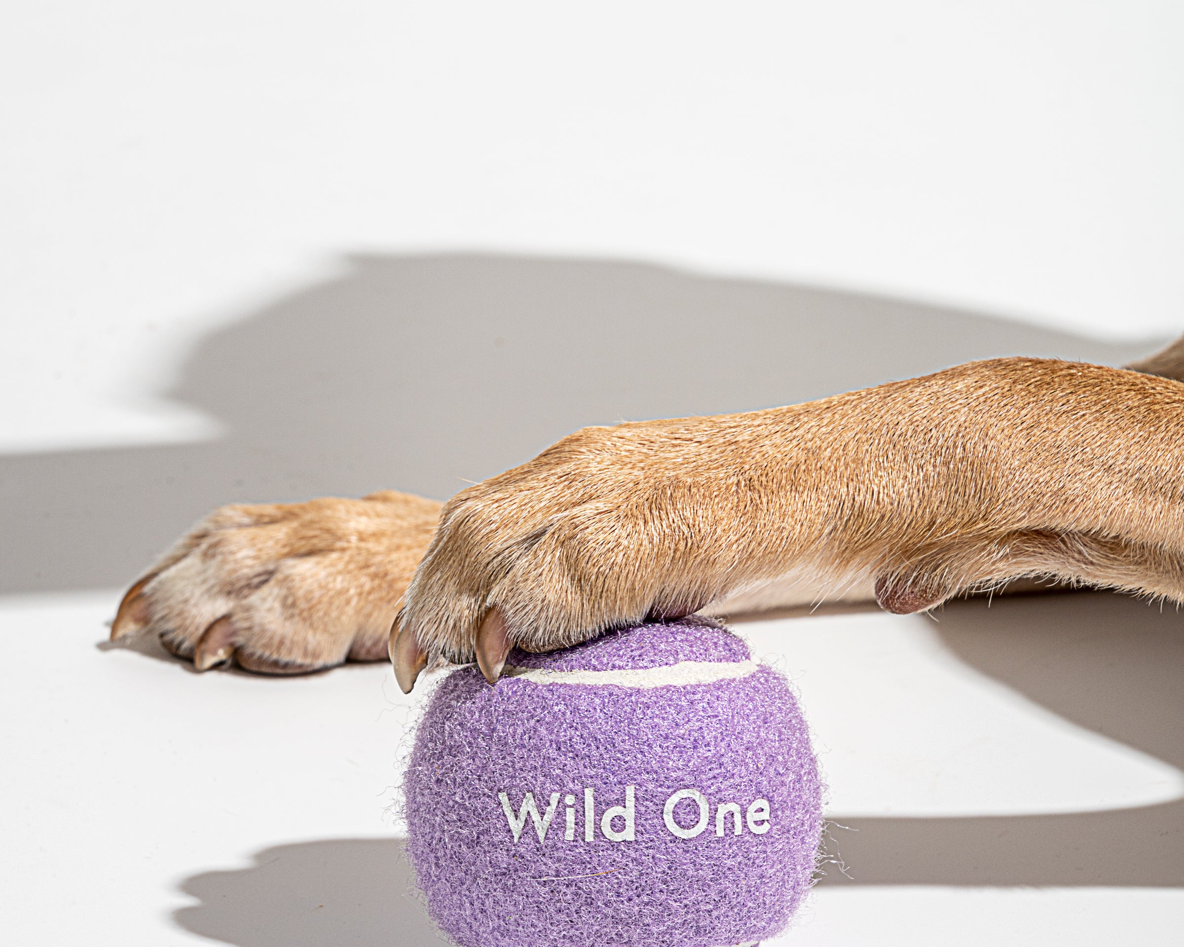 Dog's paw resting on a Wild One Tennis Ball in Lilac
