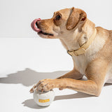 Tan dog lying down licking its nose with a Wild One Tennis Ball in White