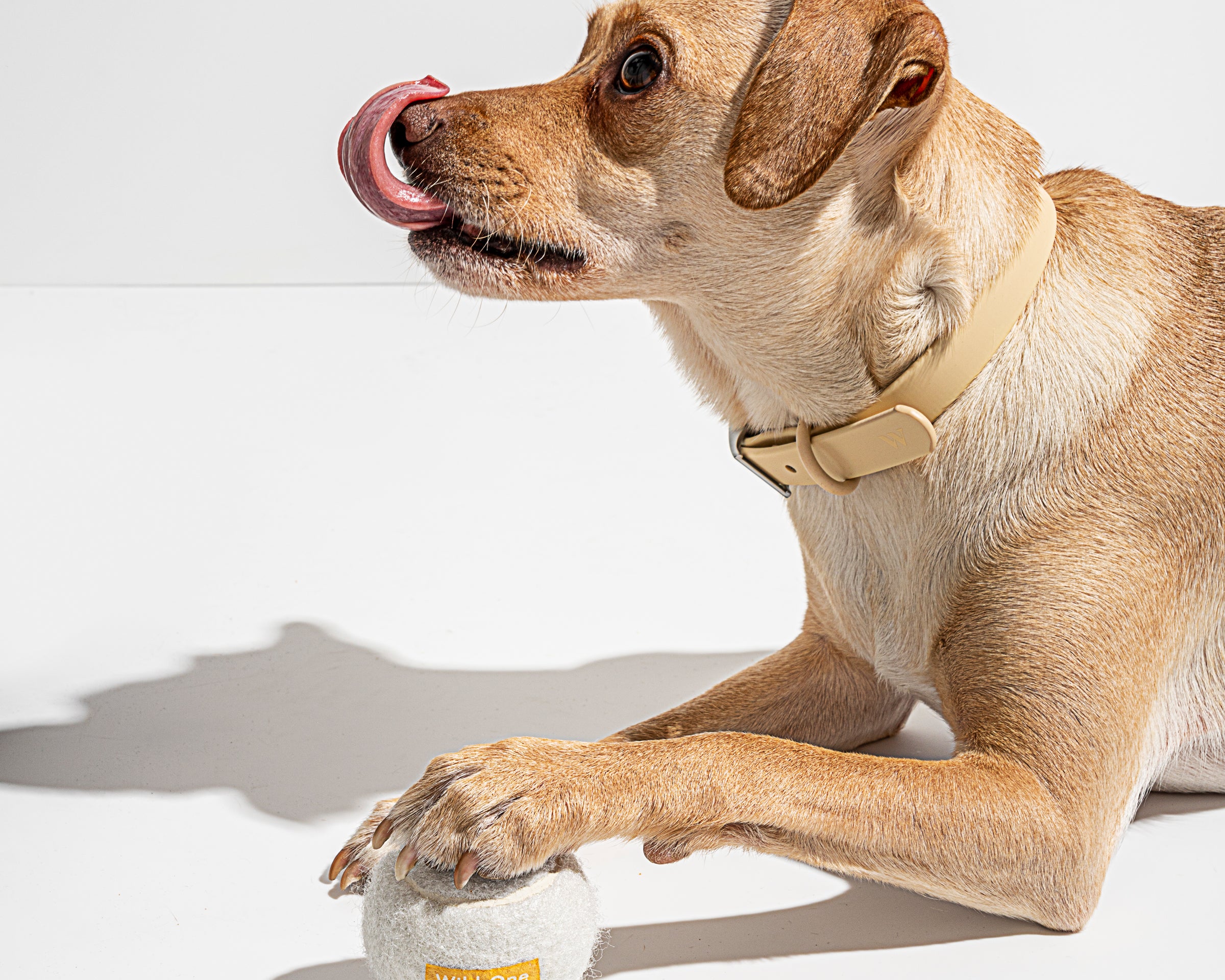 Tan dog lying down licking its nose with a Wild One Tennis Ball in White