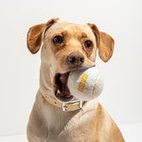 Tan dog holding a Wild One Tennis Ball in White in its mouth