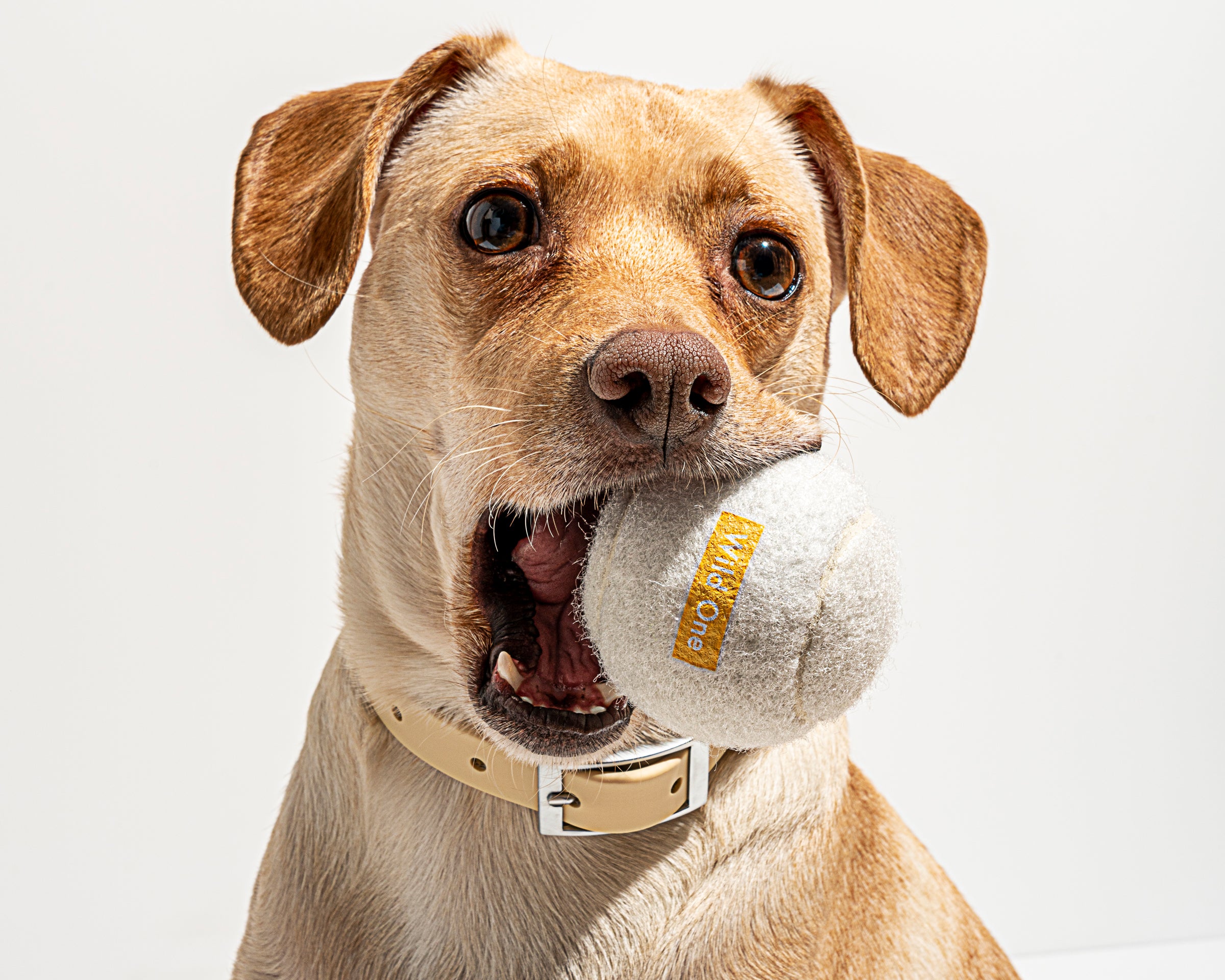 Tan dog holding a Wild One Tennis Ball in White in its mouth