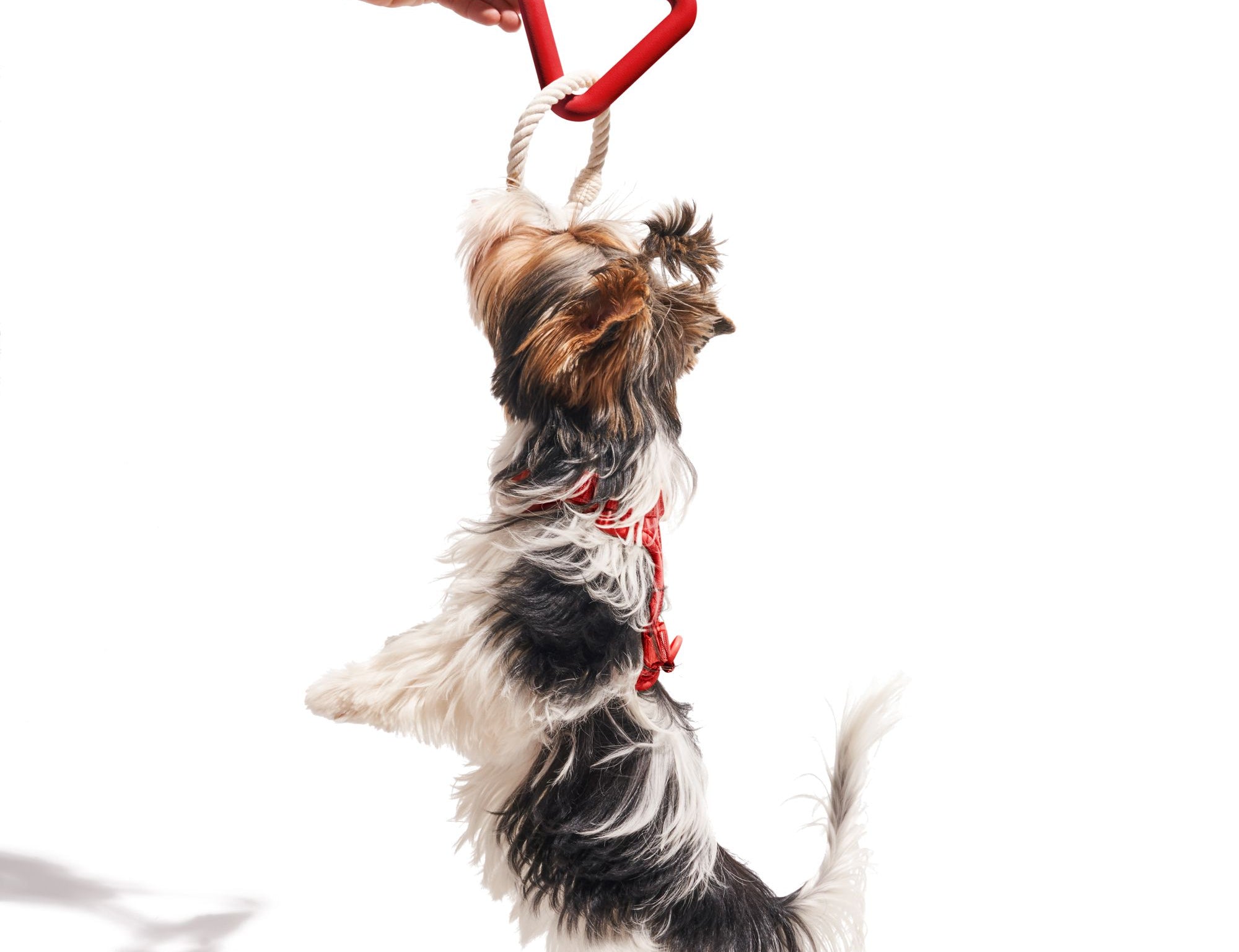 Small dog jumping for the Wild One Triangle Tug Toy in Strawberry held by a hand