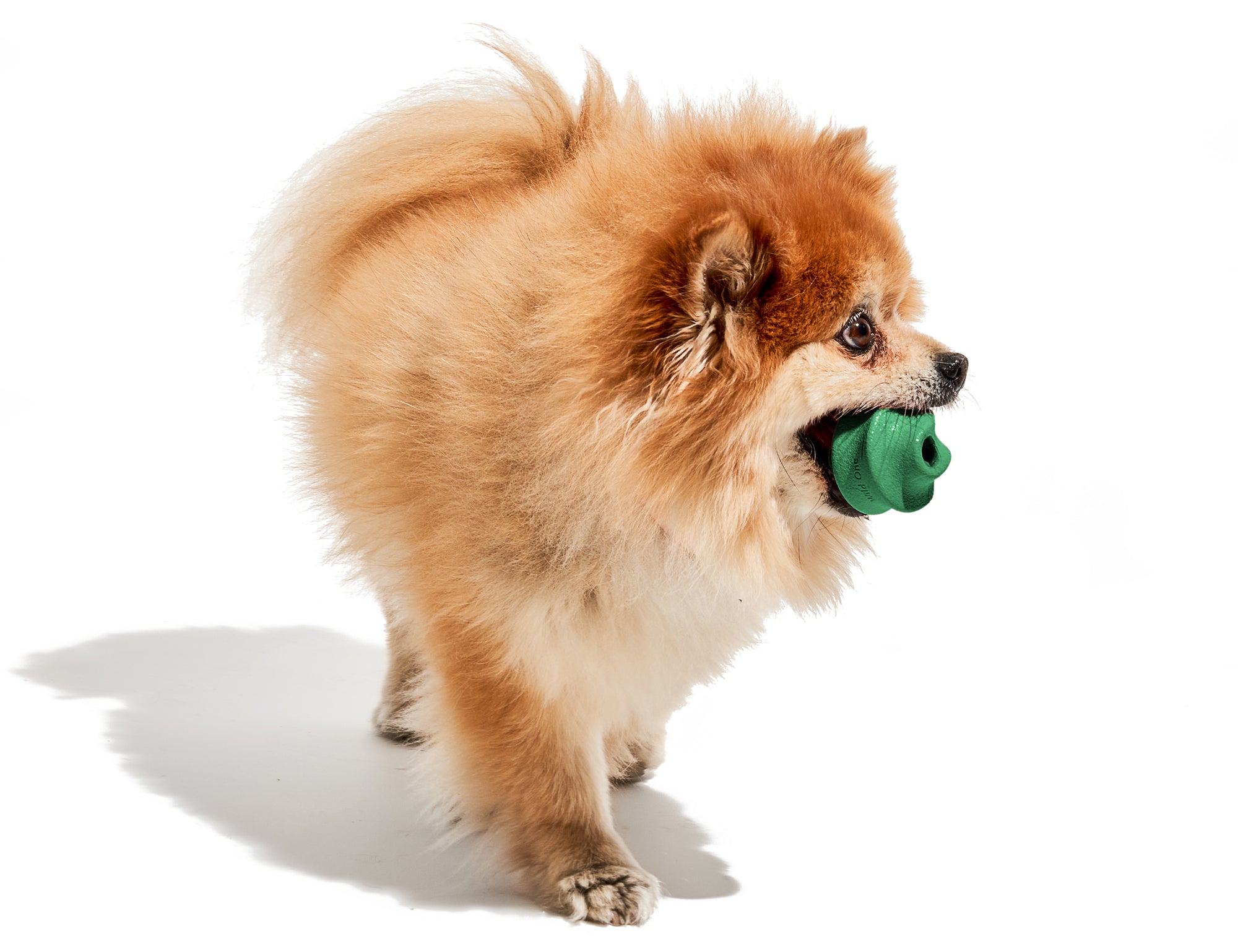 Pomeranian carrying the Wild One Twist Toss Dog Toy in Spruce green