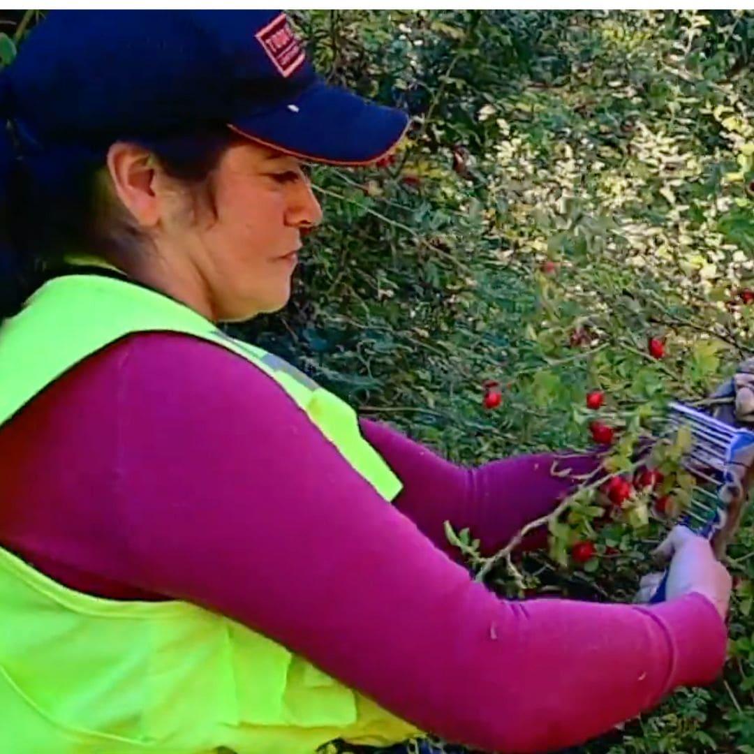 Woman in a safety vest hand-harvesting rosehips from a bush