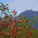 Rosehip bush with red berries against a mountain landscape