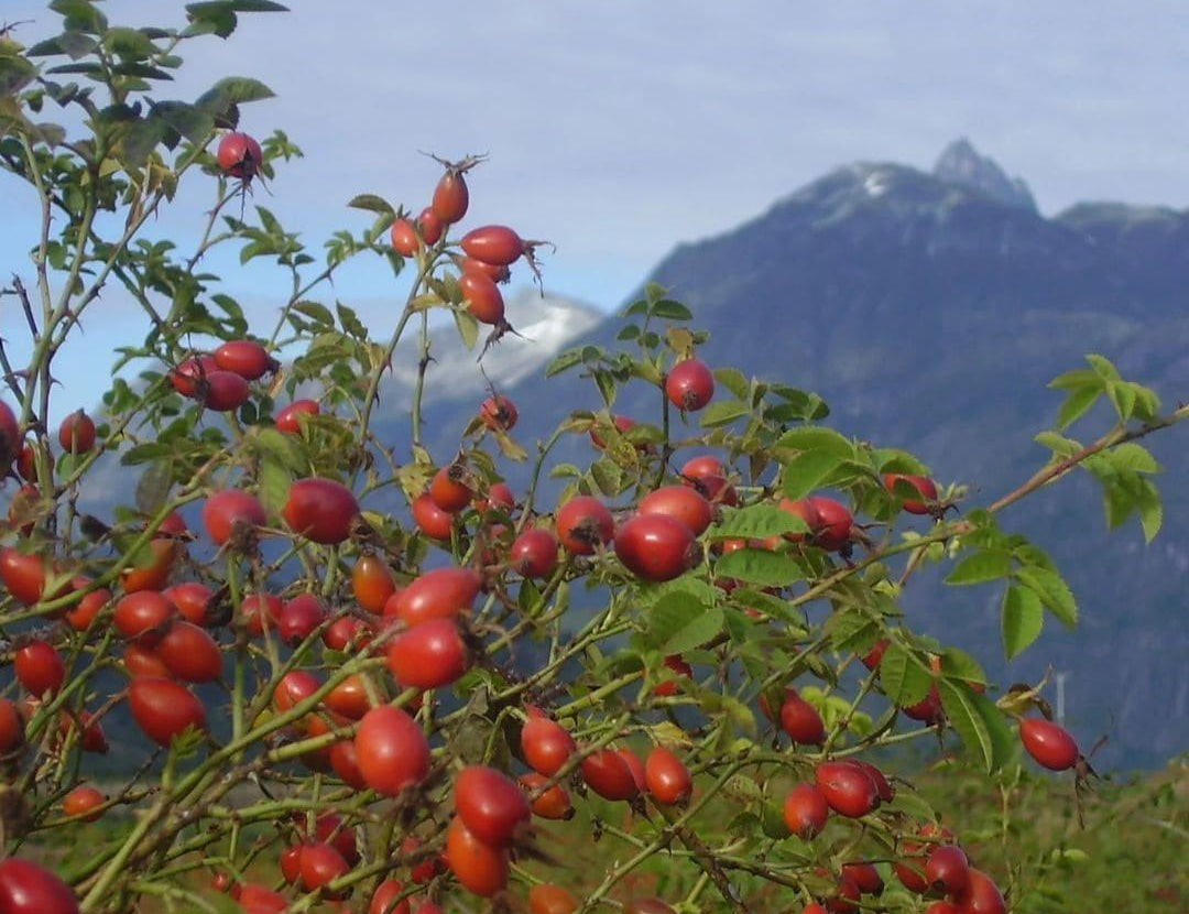 Rosehip bush with red berries against a mountain landscape