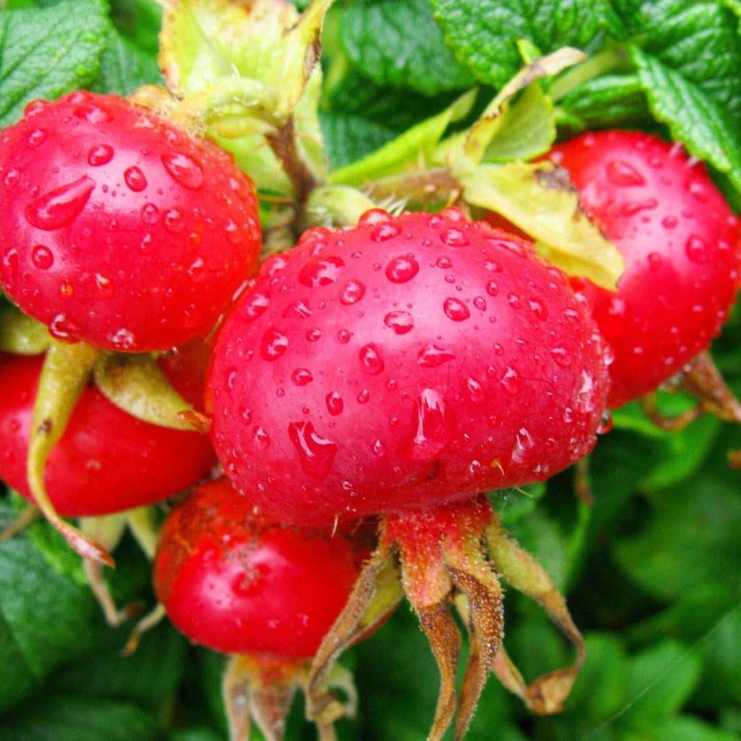Close-up of ripe red rosehips with water droplets on the bush