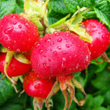 Close-up of ripe red rosehips with water droplets on the bush